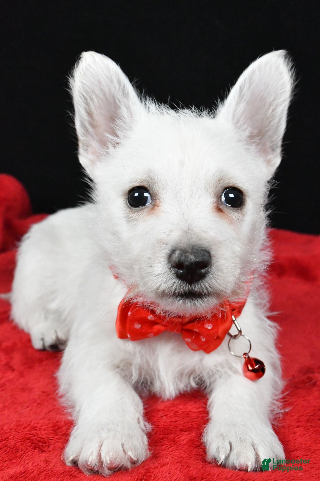 West Highland Terrier dogs for sale: Earl - Ad 4