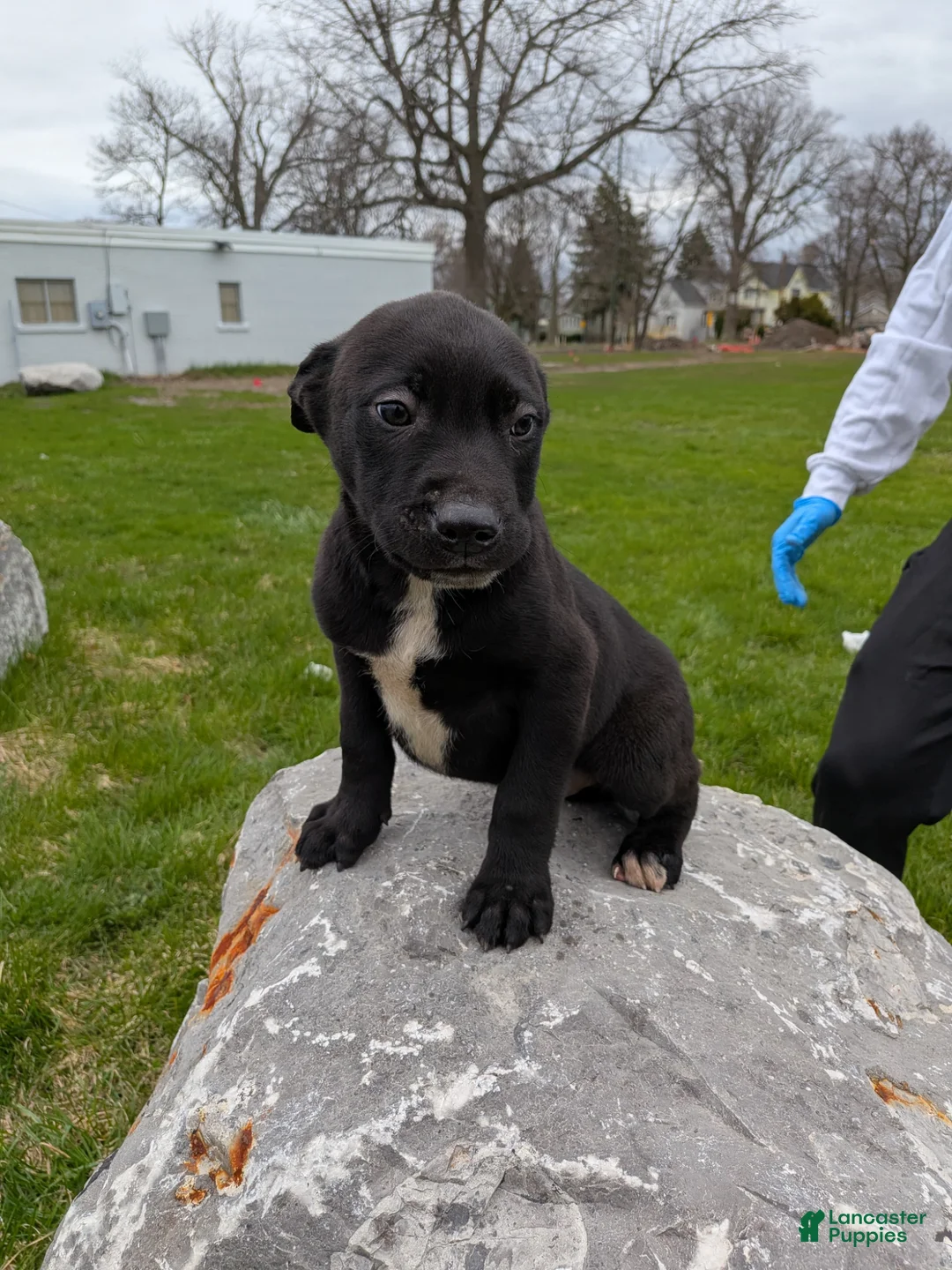 Mixed Breed dogs for sale: Mixed Breed Puppy 6 - Ad 1