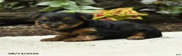 Yorkshire Terrier dogs for sale: Carrie - Ad 2