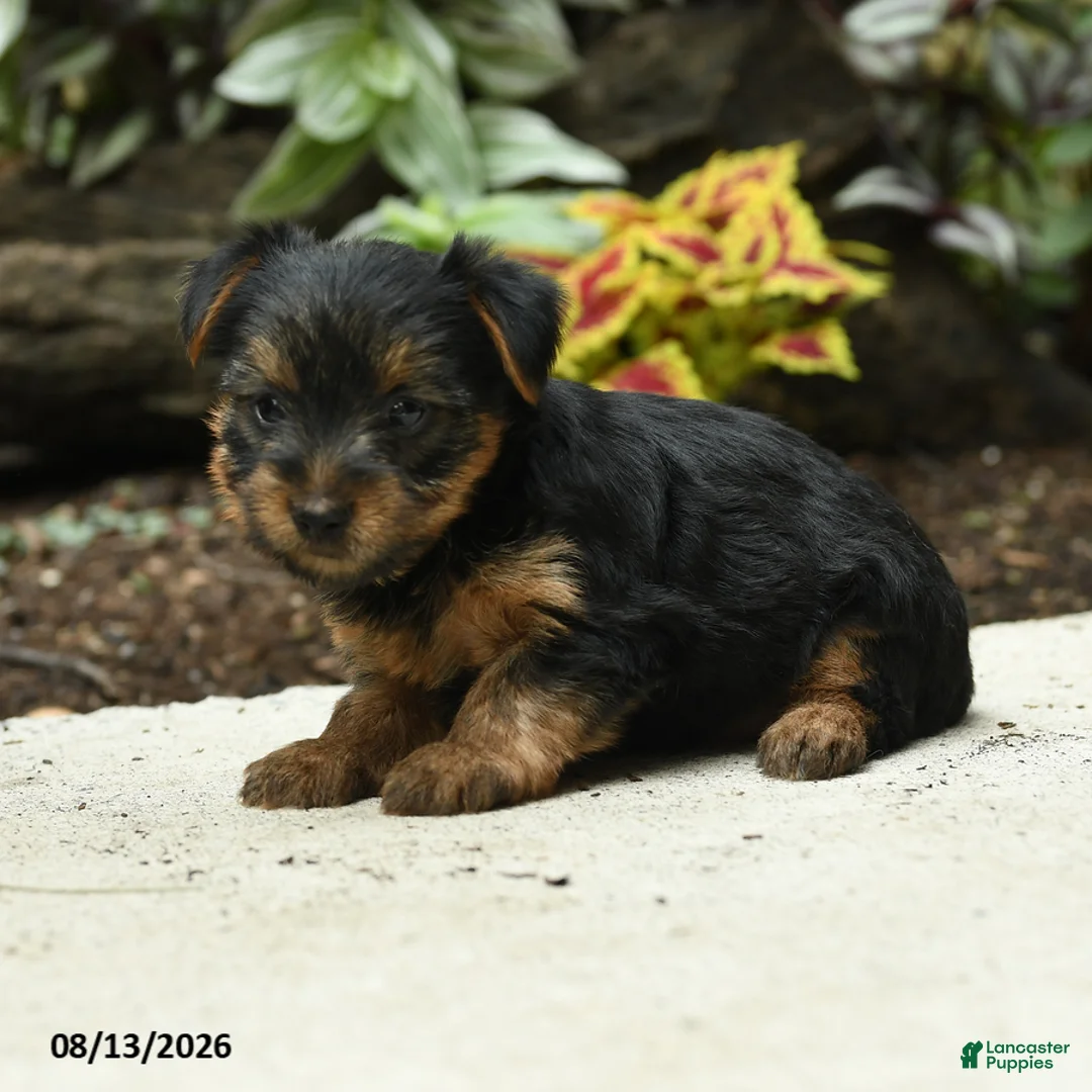 Yorkshire Terrier dogs for sale: Carrie - Ad 2