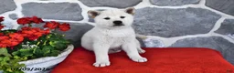 Shiba Inu dogs for sale: Oliver - Ad 3