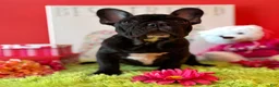 French Bulldog dogs for sale: French Bulldog Puppy 1 - Ad 7