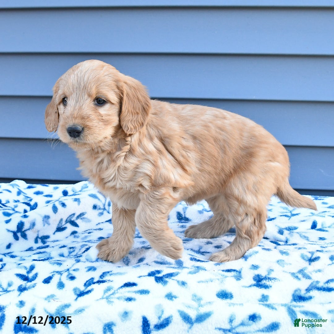 Goldendoodle dogs for sale: Bonnie - Ad 4