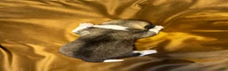 Akita dogs for sale: Halo - Ad 10