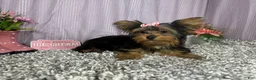 Yorkshire Terrier dogs for sale: Yorkshire Terrier 4 - Ad 3