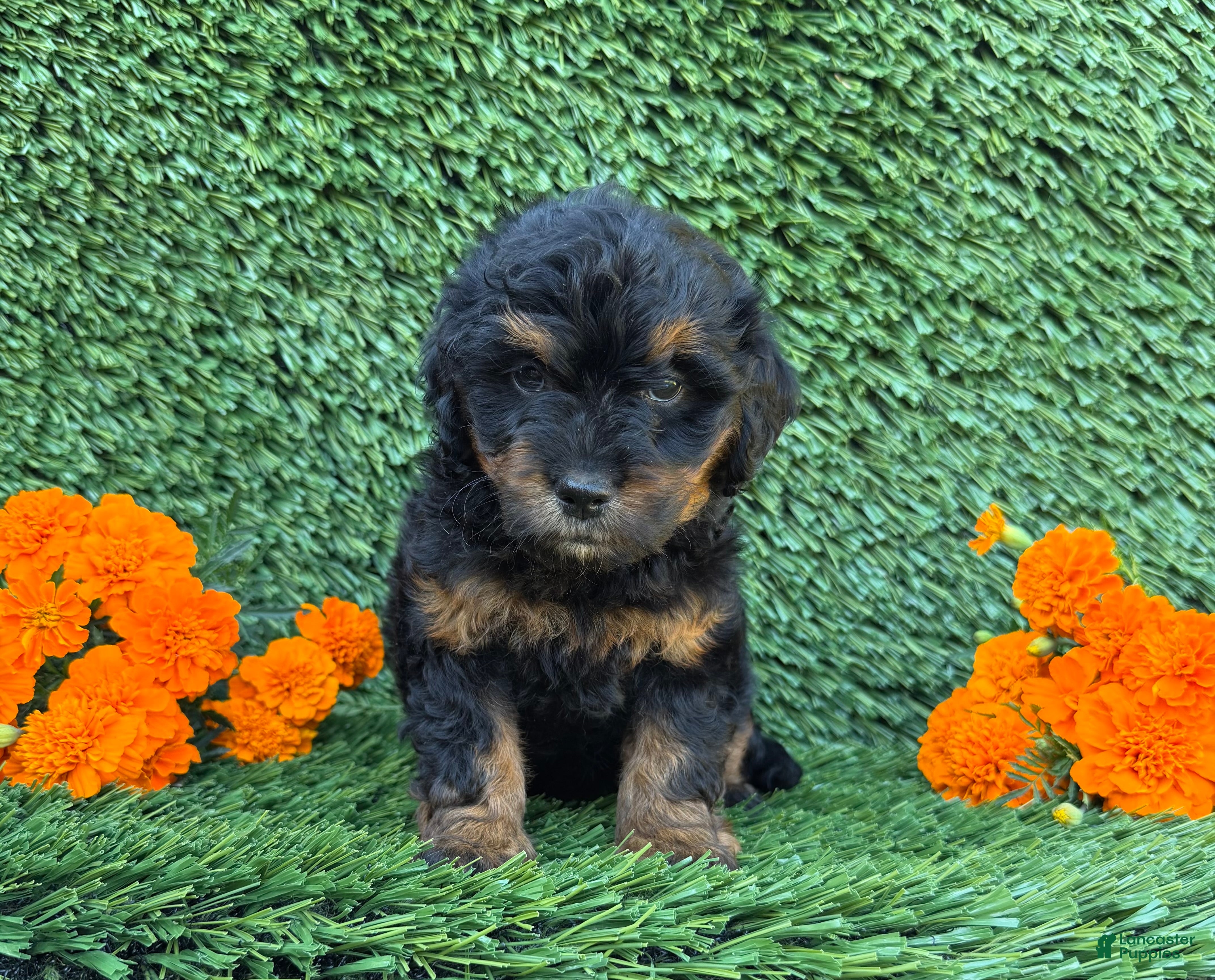 Jenny Mini Goldendoodle for sale in Dundee | Lancaster Puppies