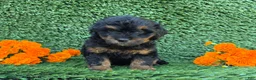 Mini Goldendoodle dogs for sale: Jenny - Ad 4