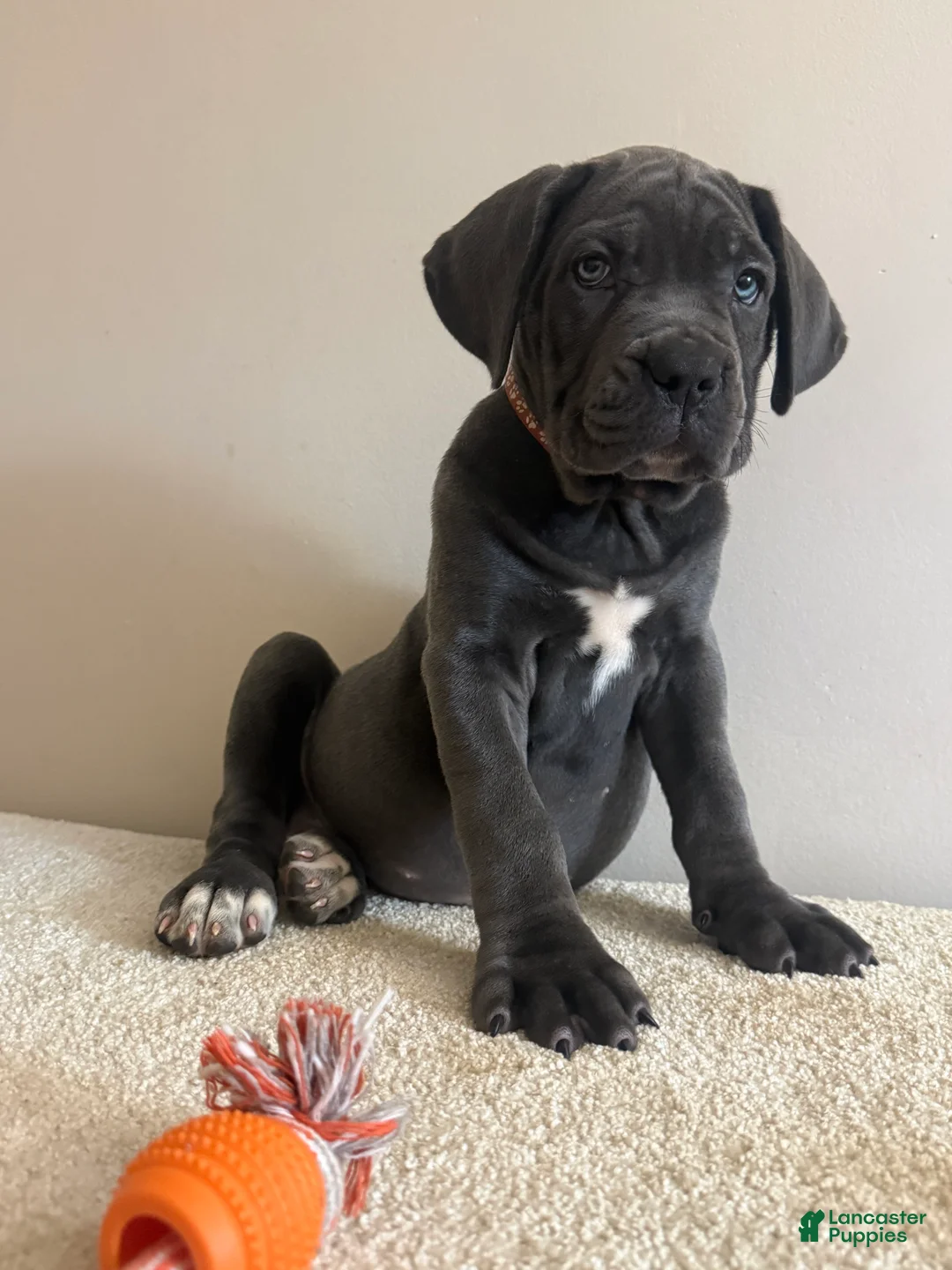 Cane Corso dogs for sale: Roxie  - Ad 2