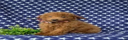 Mini Goldendoodle dogs for sale: Royce 10 lbs full grown - Ad 2