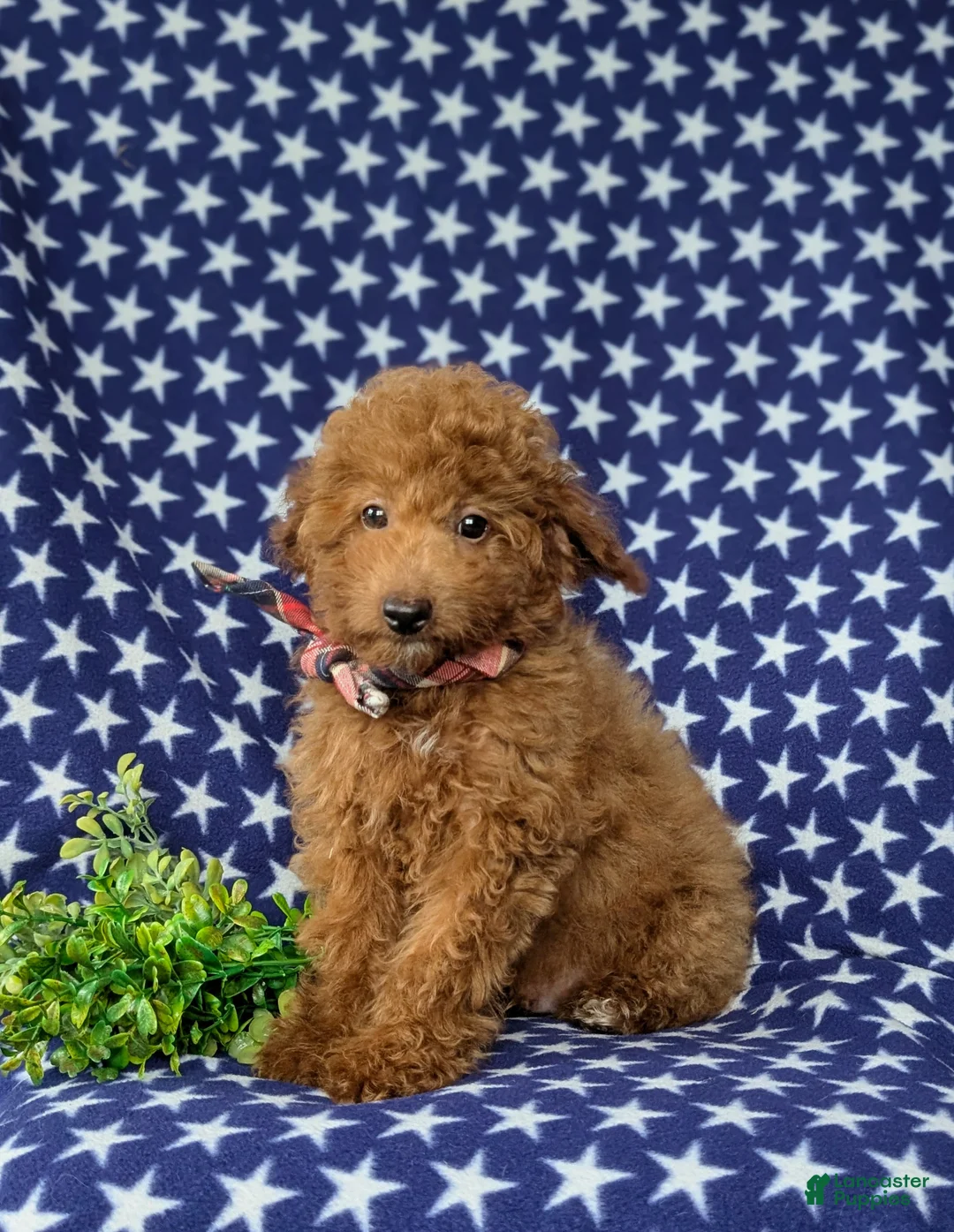 Mini Goldendoodle dogs for sale: Royce 10 lbs full grown - Ad 2