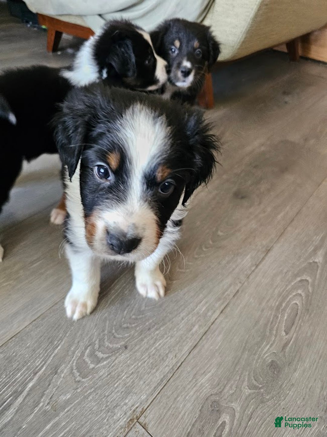 Australian Shepherd dogs for sale: Colonel Mustard - Ad 3