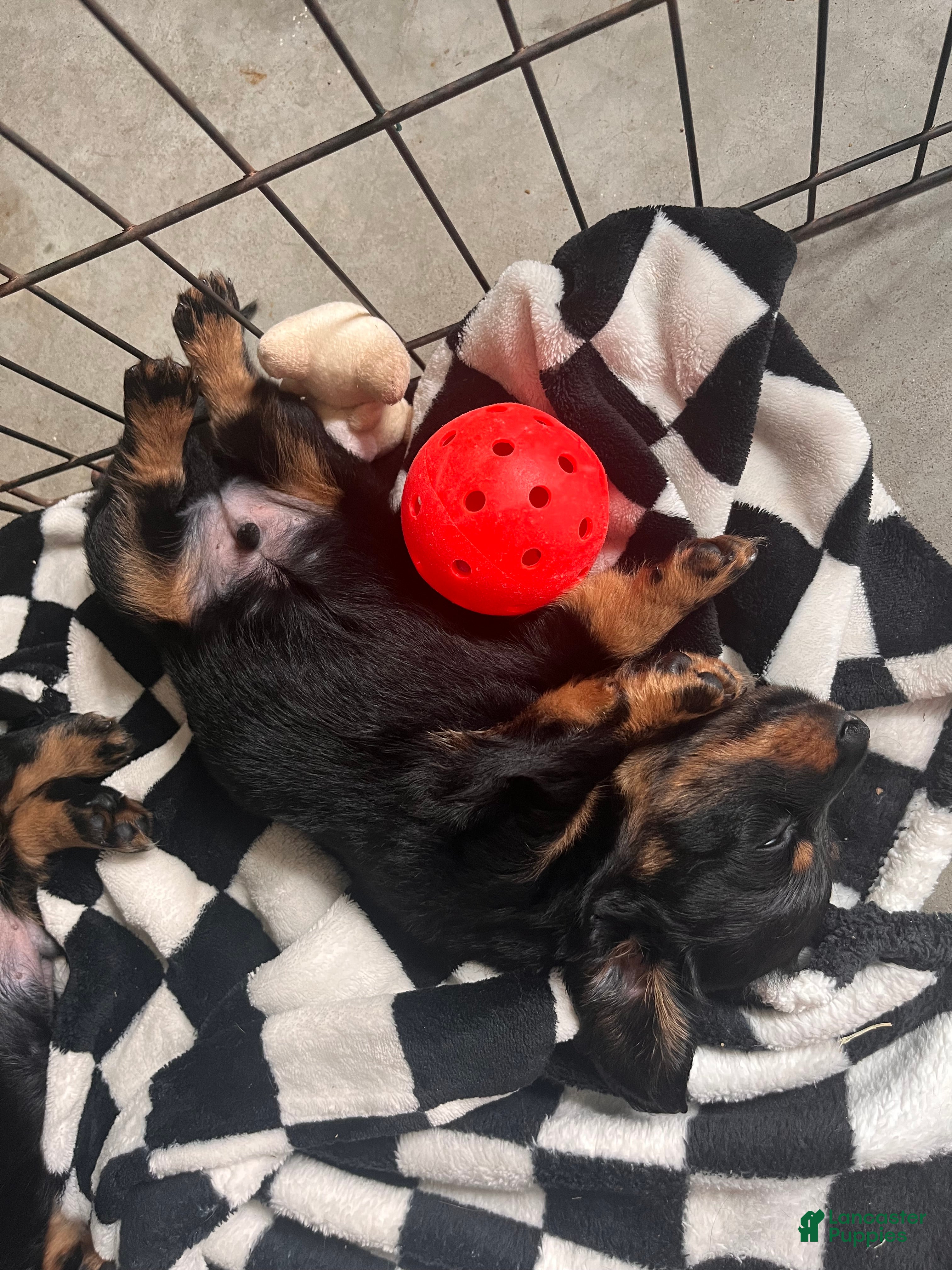 Dachshund dogs Okami - Ad 1