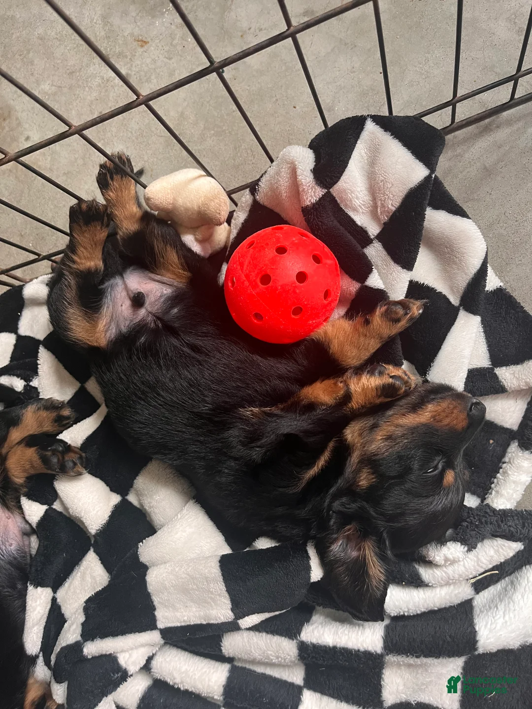 Dachshund dogs for sale: Okami - Ad 1