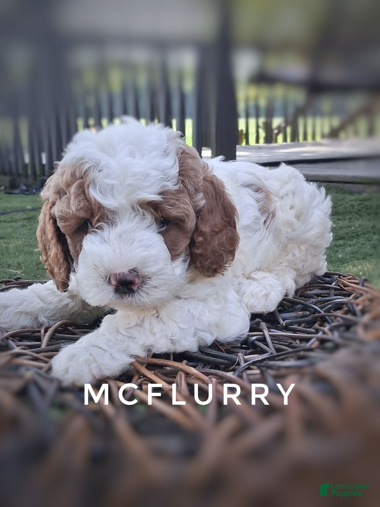 Cavapoo dogs Mc-Flurry - Ad 1