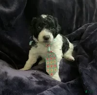 Mini Goldendoodle dogs Ollie - Ad 2