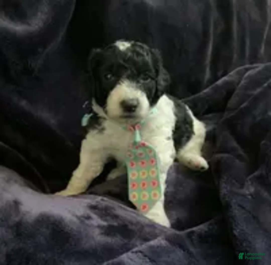 Mini Goldendoodle dogs for sale: Ollie - Ad 2