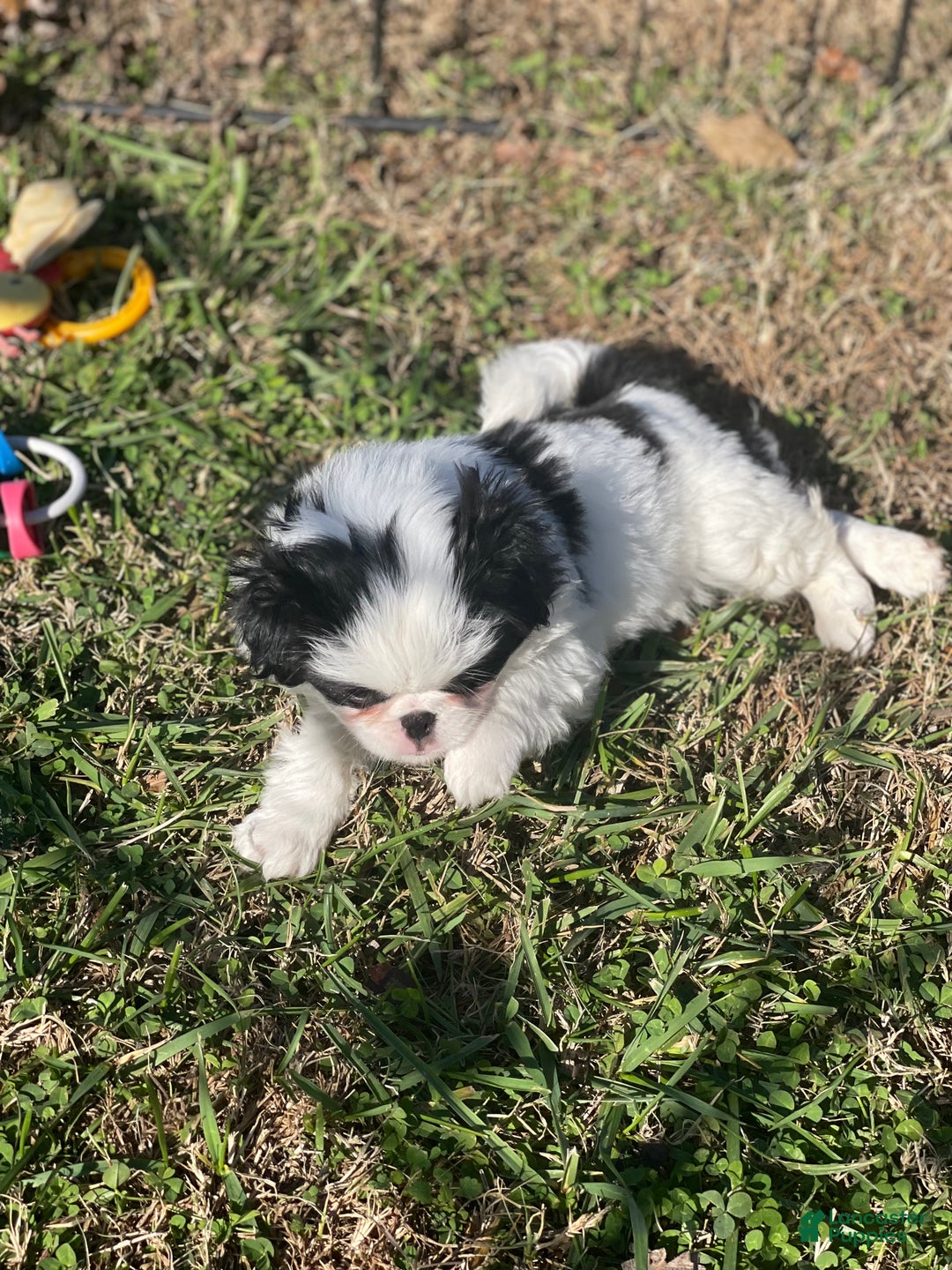 Japanese Chin dogs for sale: Japanese Chin Puppy 1 - Ad 5