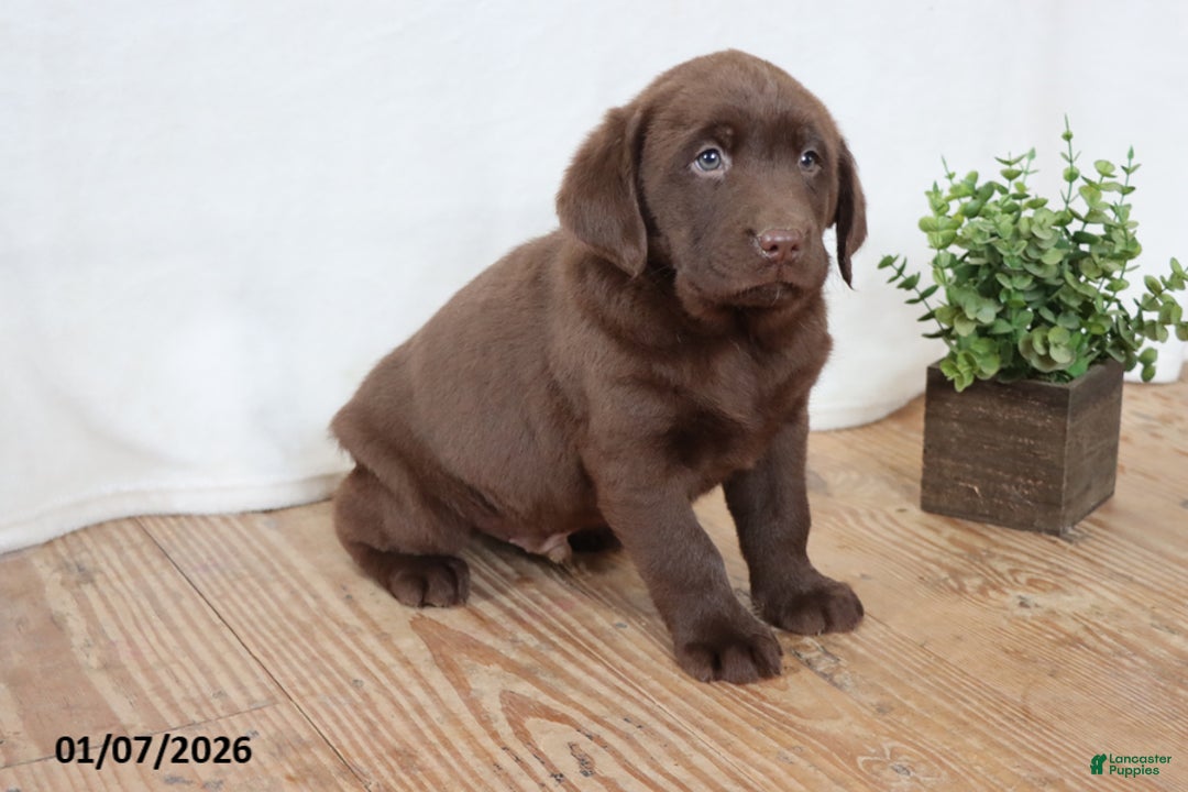 Labrador Retriever dogs for sale: Fiddles - Ad 2