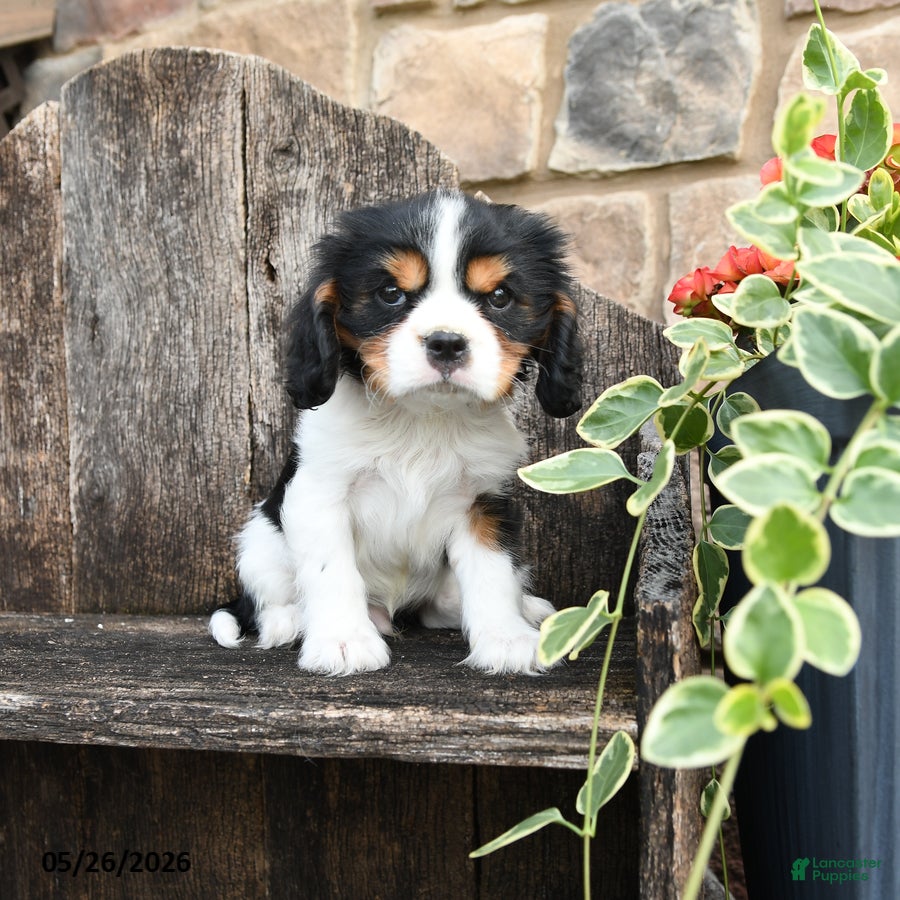 Cavalier King Charles Spaniel dogs for sale: Elvis - Ad 3