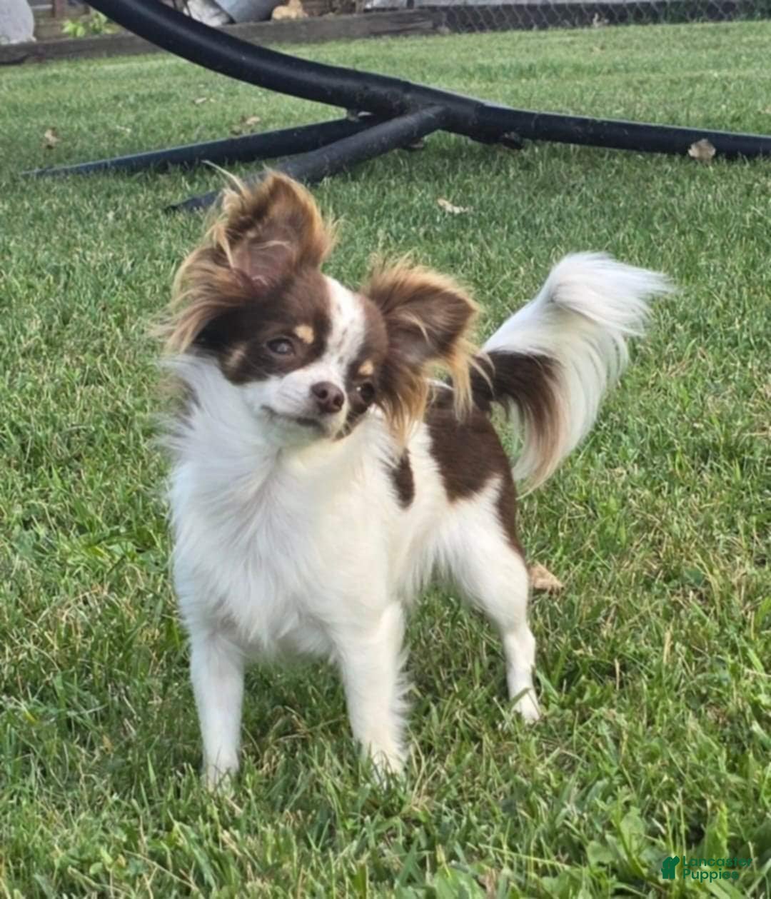 Chihuahua dogs for sale: Frosty - Ad 11