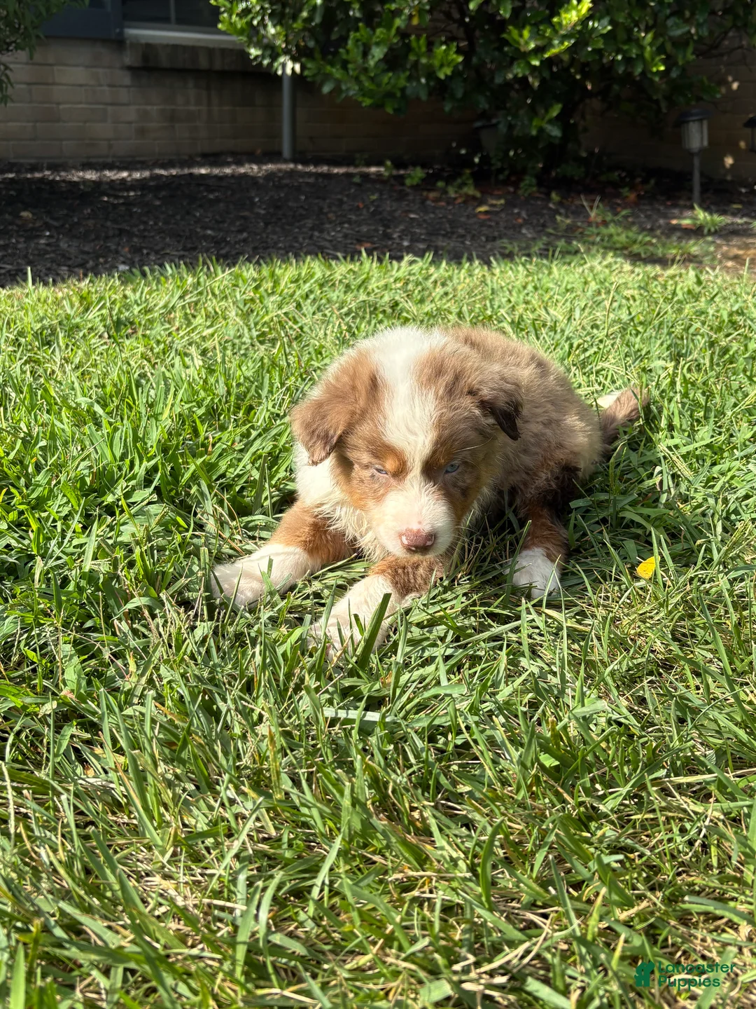 Australian Shepherd dogs for sale: Red Merle  - Ad 2