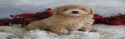 Toy Poodle dogs for sale: Travis - Ad 4