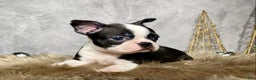 Boston Terrier dogs for sale: Sterling  - Ad 4