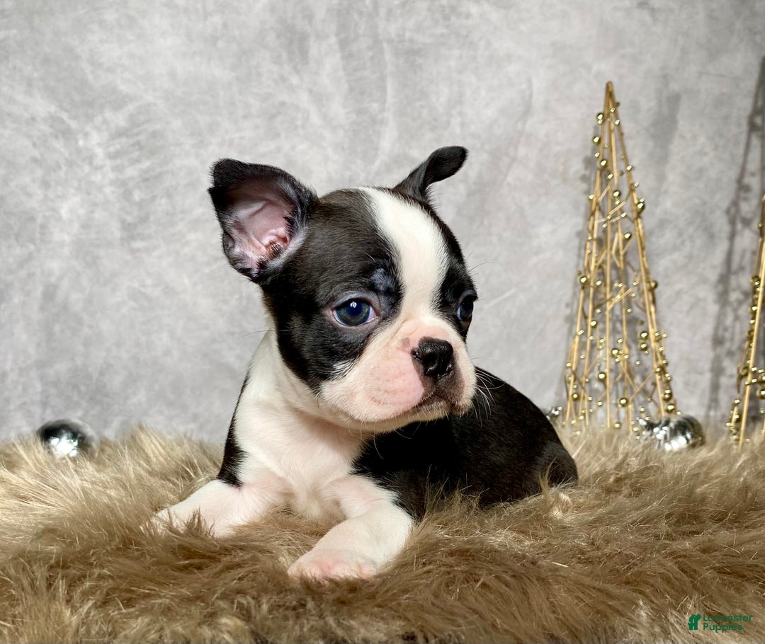 Boston Terrier dogs for sale: Sterling  - Ad 4
