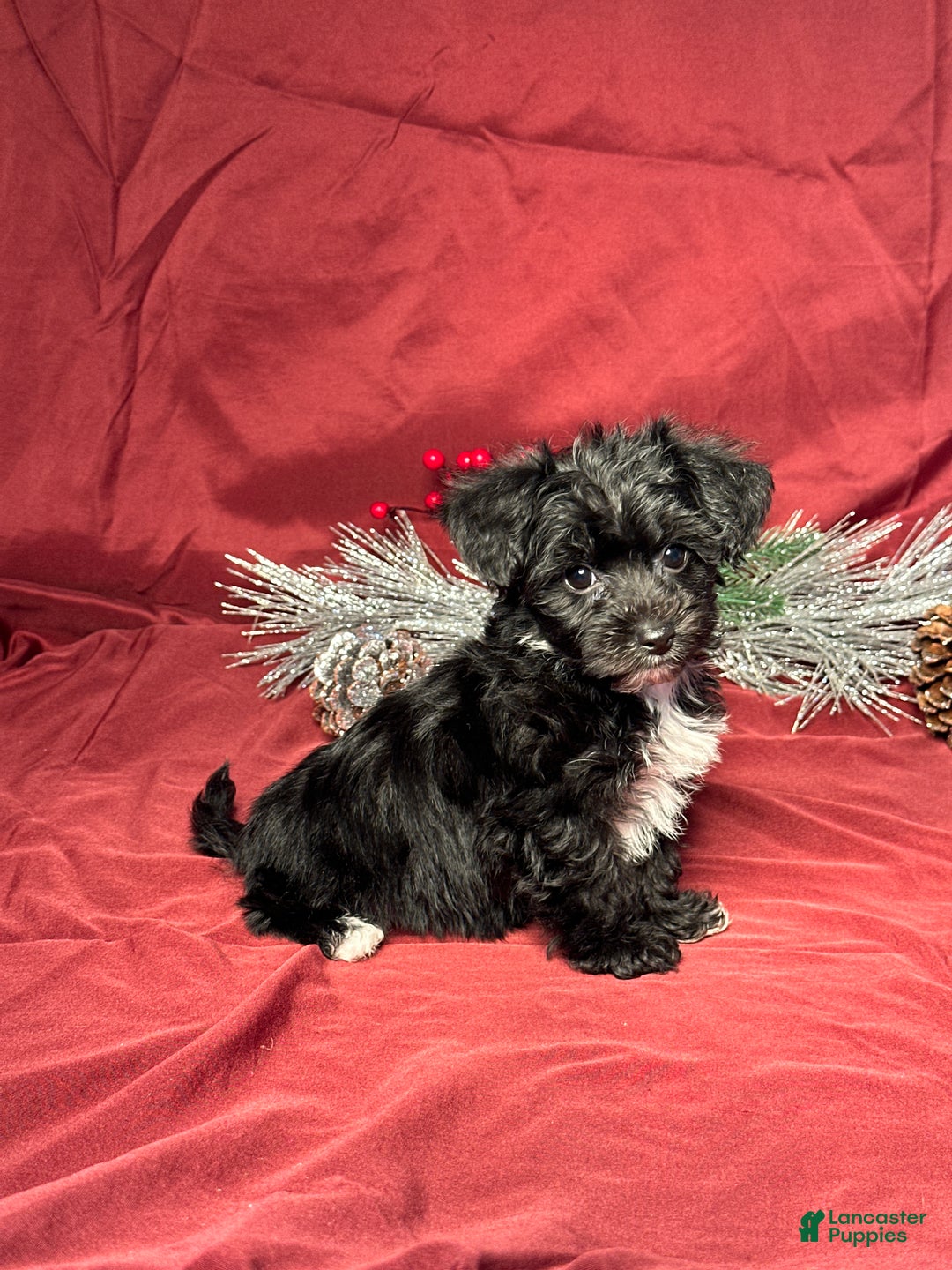 Yochon dogs for sale: Benson - Ad 2