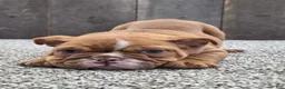 English Bulldog dogs for sale: English Bulldog Puppy 1 - Ad 3