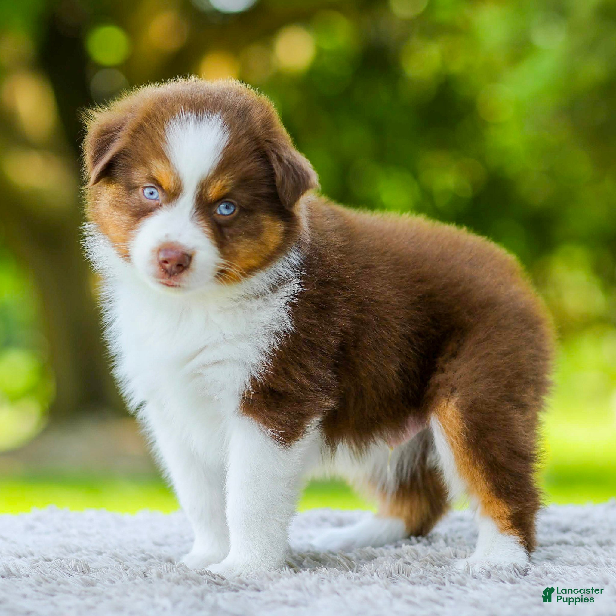 Miniature Australian Shepherd dogs Lyle - Ad 1