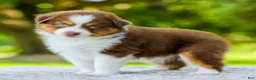 Miniature Australian Shepherd dogs for sale: Lyle - Ad 1