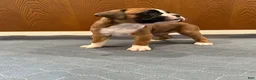 Boxer dogs for sale: Chanel - Ad 4
