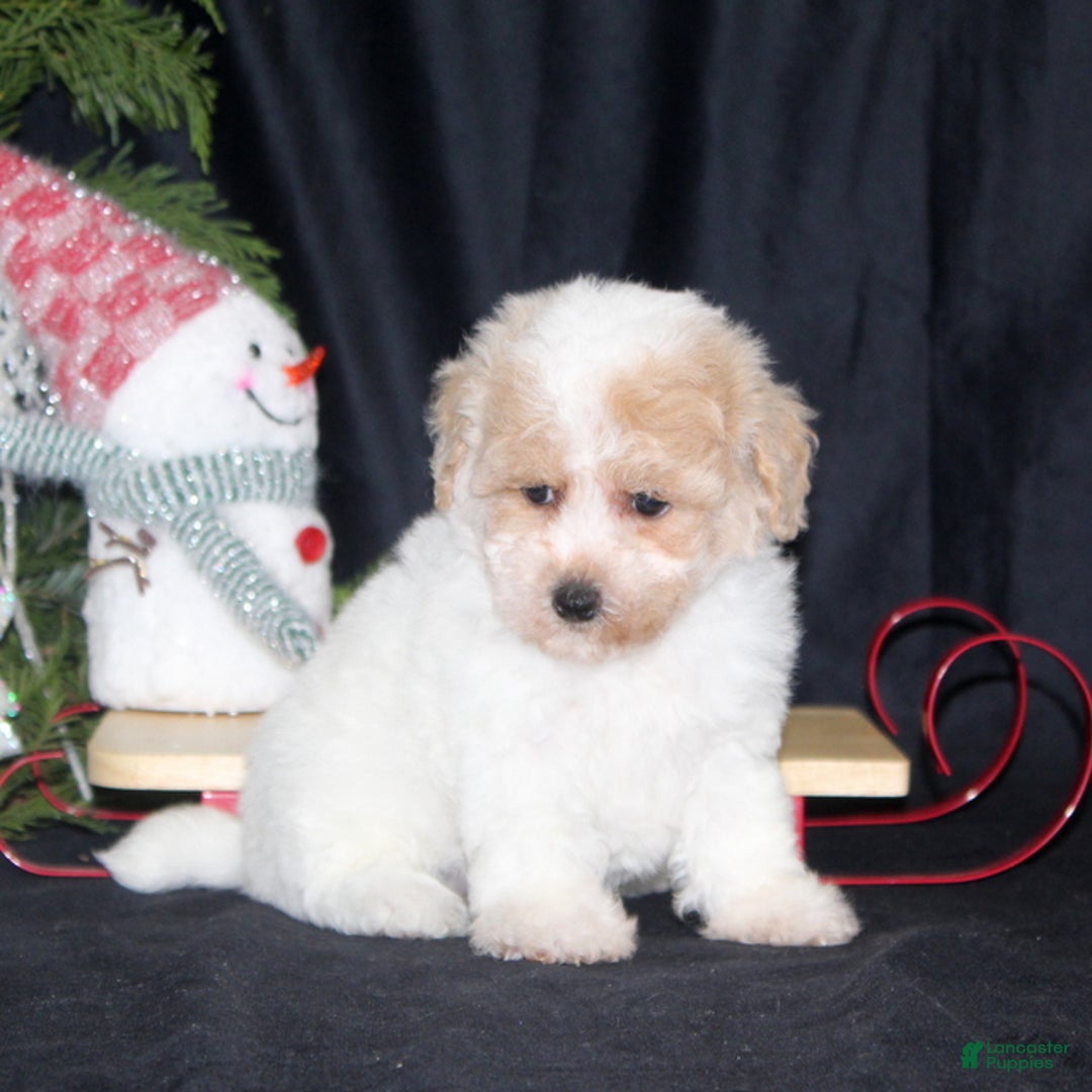 Bichpoo dogs for sale: Noelle - Ad 3
