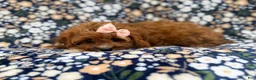 Cavapoo dogs for sale: Biscuitly - Ad 3