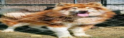 Alaskan Malamute dogs for sale: Hibiscus - Ad 6