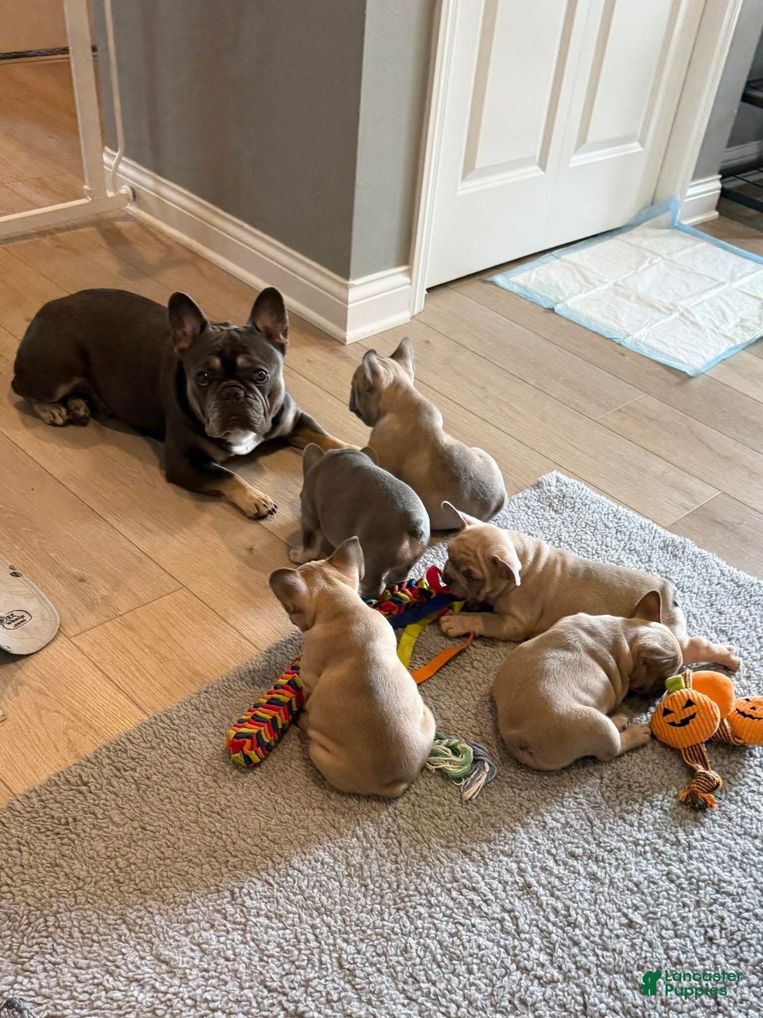 French Bulldog dogs French Bulldog Puppy 4 - Ad 35