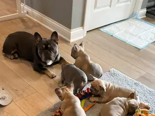 French Bulldog dogs French Bulldog Puppy 4 - Ad 35