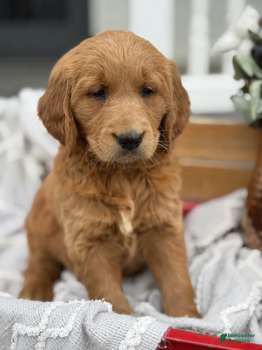 Goldendoodle dogs for sale: Olive - Ad 2