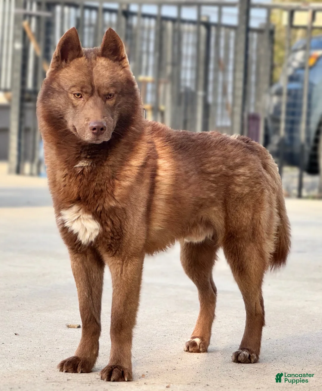 Siberian Husky dogs for stud: Limited availability  - Ad 1