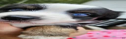 Miniature Australian Shepherd dogs for sale: Miniature Australian Shepherd 6 - Ad 6