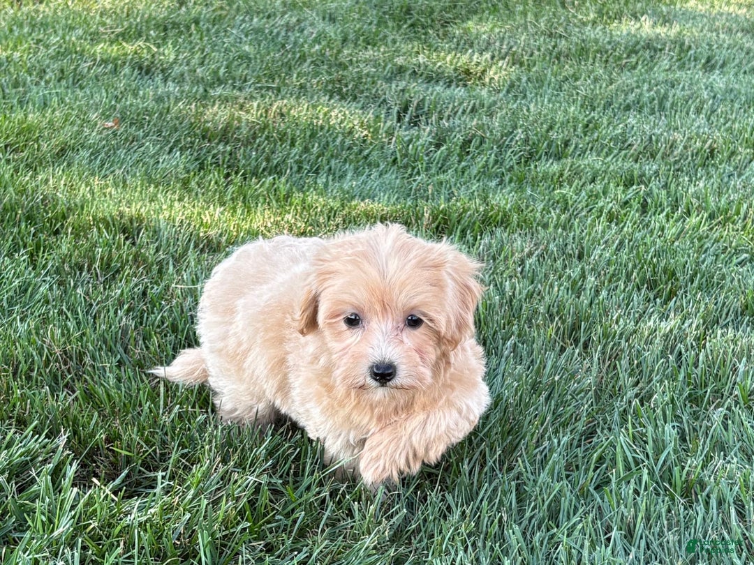 Maltipoo dogs for sale: Cutie - Ad 3