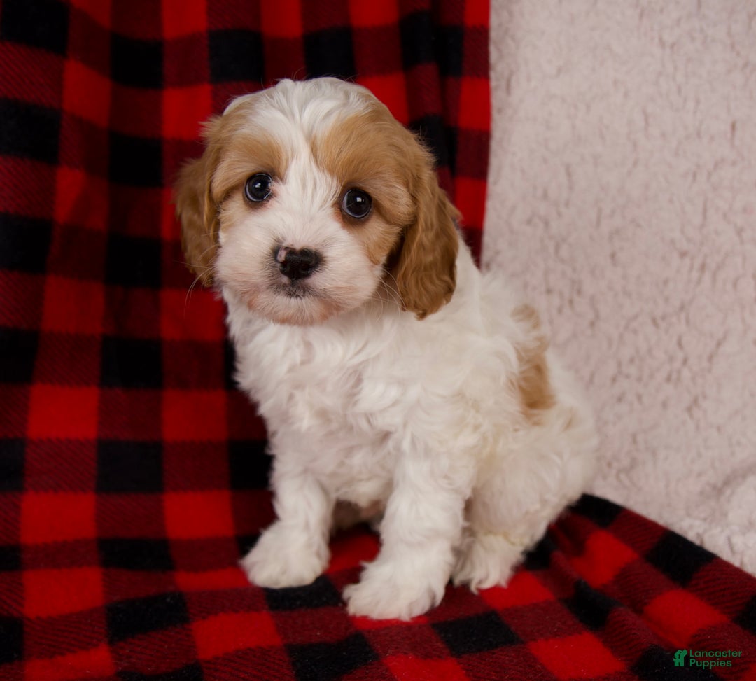 Cavapoo dogs for sale: Sadie - Ad 6