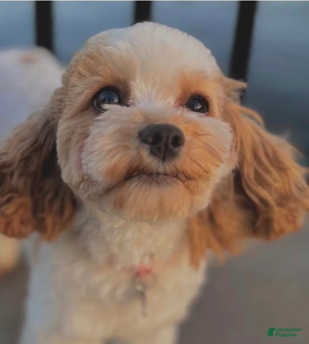 Maltipoo dogs for sale: Maltipoo 11 months trained female 🥰 - Ad 1