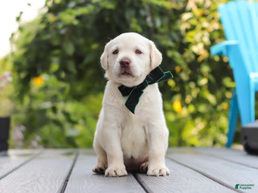Labrador Retriever dogs Julep - Ad 2