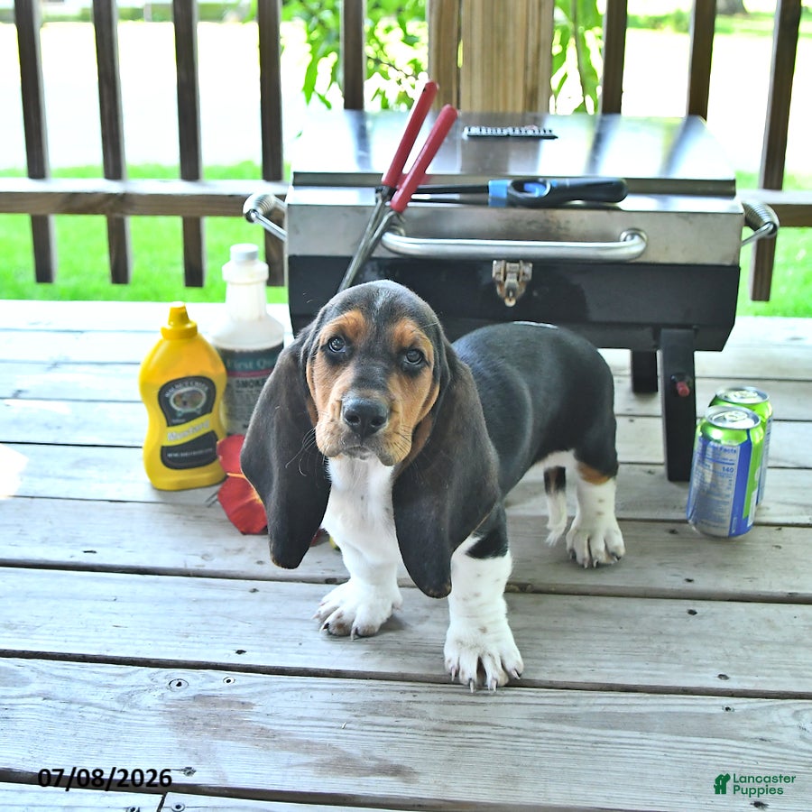 Basset Hound dogs Lacey - Ad 2