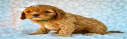 Cavapoo dogs for sale: Ellis Cavapoo Pup - Ad 3