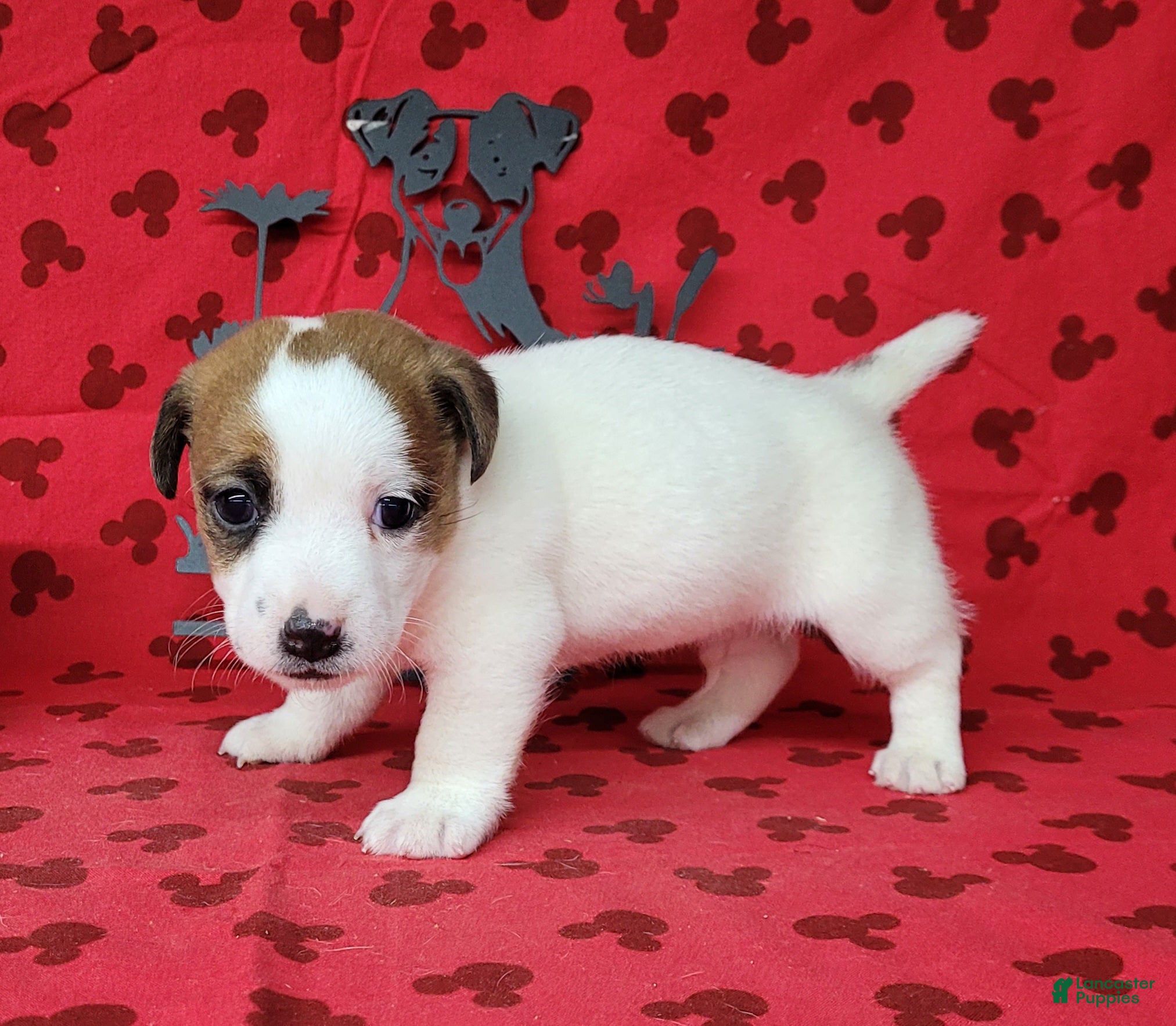 Jack Russell Terrier dogs NOX purebred CKC Registered  - Ad 12