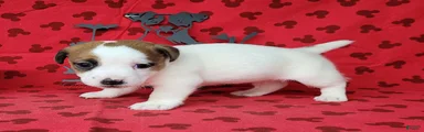 NOX purebred CKC Registered 