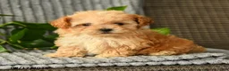 Bichpoo dogs for sale: Cathy - Ad 1